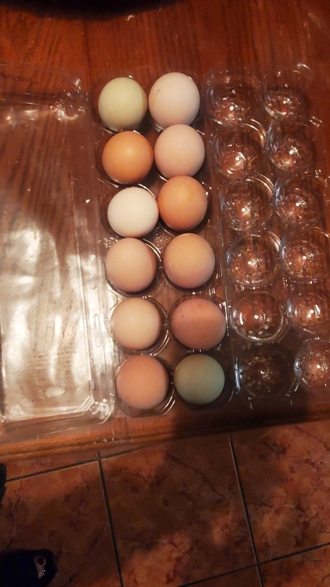 12 Local fresh Chiken eggs