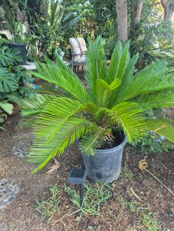 Palm for sale