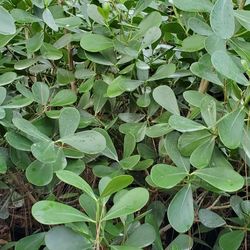 Clusia Includes installation 15 Gallon 6 Feet 