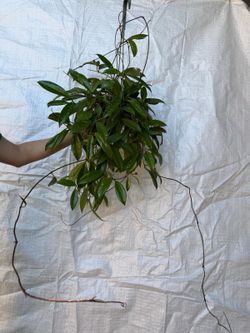 hoya pubicalyx 6” pot