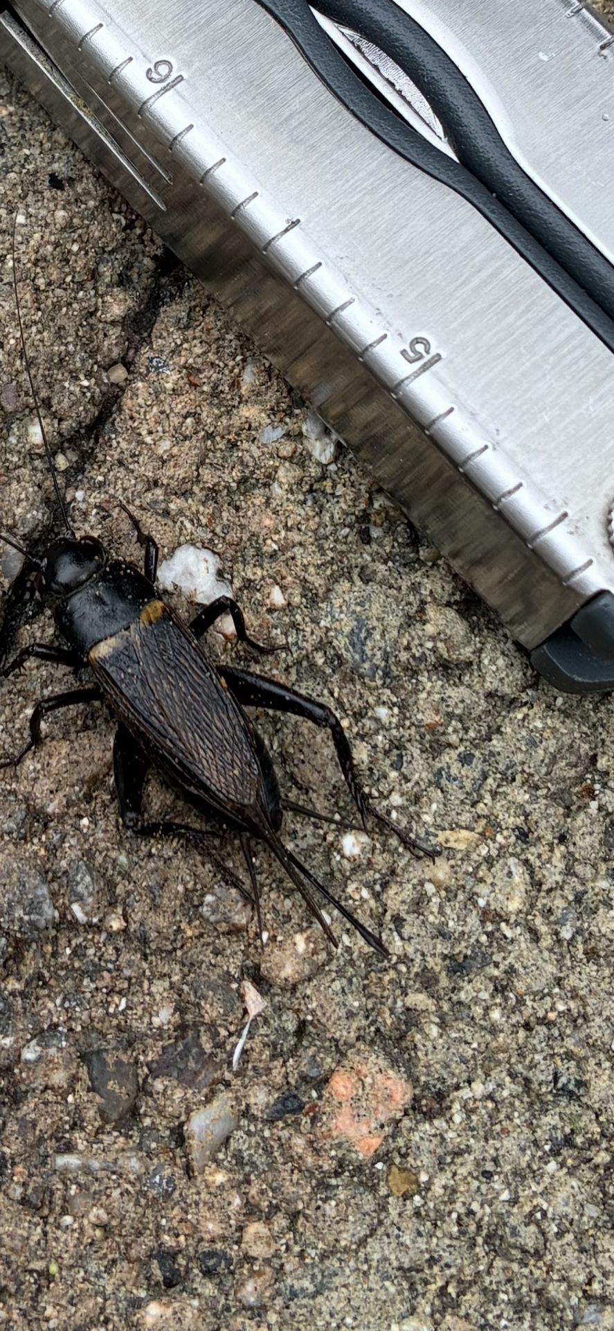 Live Black Field Crickets