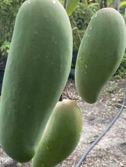 Mango Trees