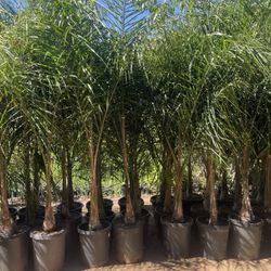 Queen Palms - Approximately 6-8 Feet Tall- 15 Gallon Size 