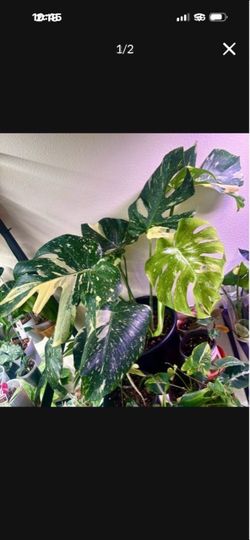Big Monstera Thai Constellation