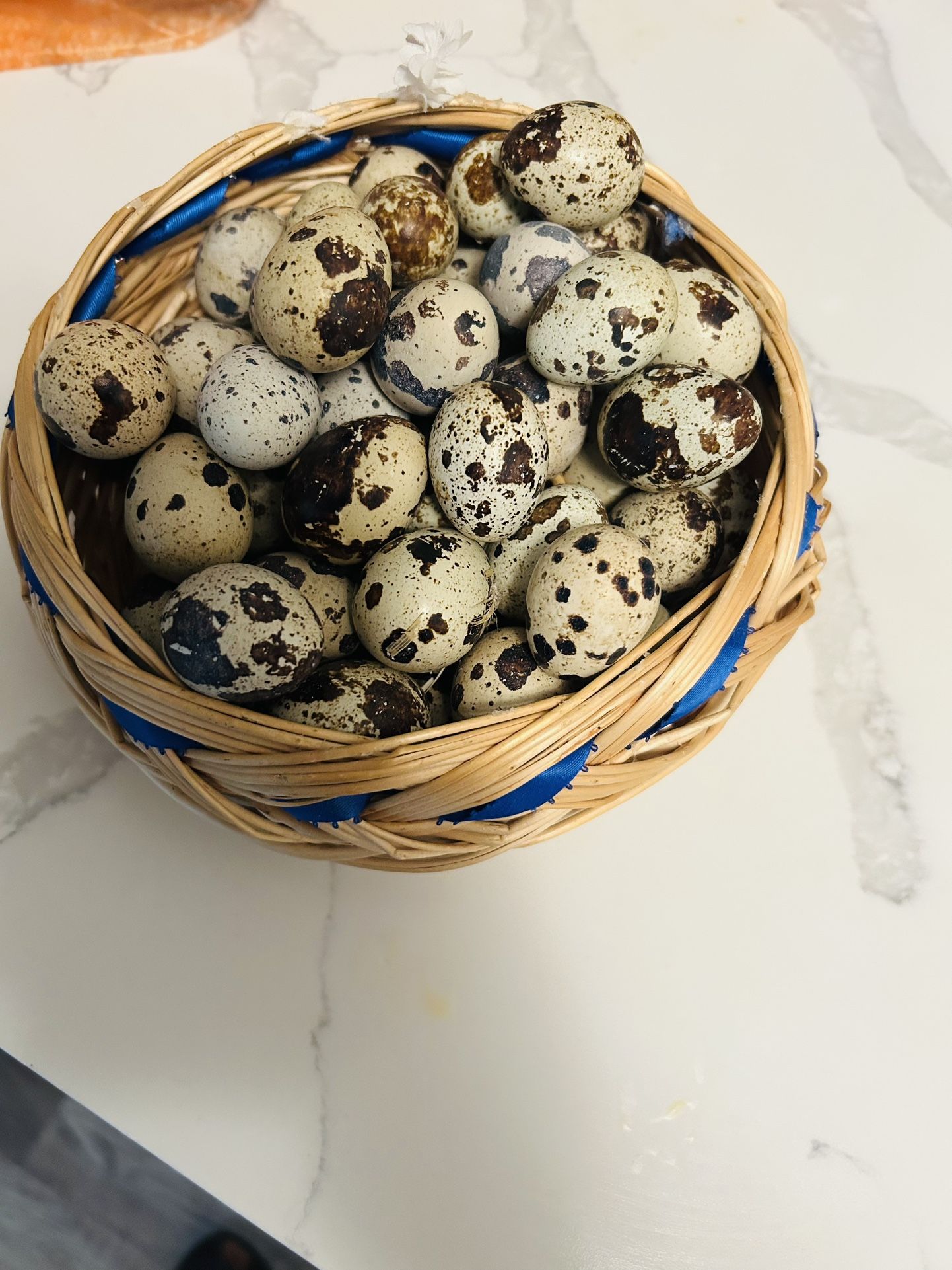 Huevos 🥚 De Godorniz Fértil