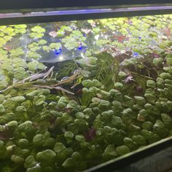 Duckweed Aquarium Plant Freshwater