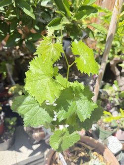 Kyoho And Muscat Grapes In One 巨峰葡萄和玫瑰香葡萄