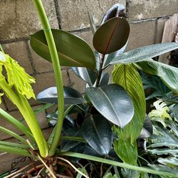 Ficus Elastica Burgundy 6” Pot Live Plant 