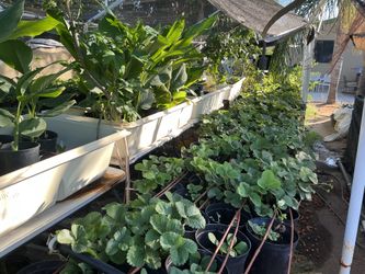 Garden Sale on Saturday, August 1st - 7am