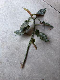 Angel wing begonia