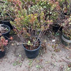 Sedum Sarmentosum