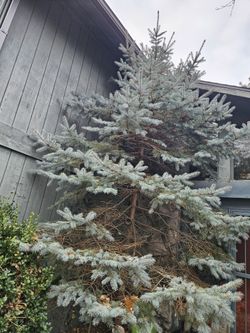 20 Foot Blue spruce christmas tree