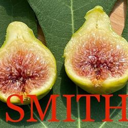 1 smith fig tree in 3 gallon pot