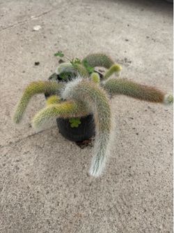 Monkey tail