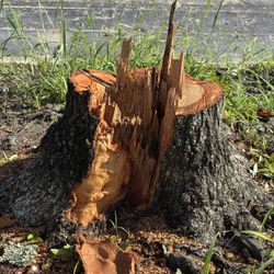 Tree Stump Grinding