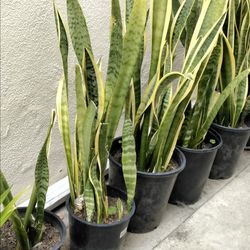 Snake Plants - $10 each - 3ft. Tall