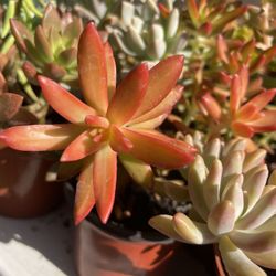 Cactus and Succulent’s 🌵