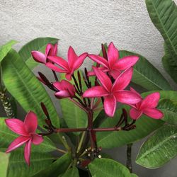 Plumeria Cutting