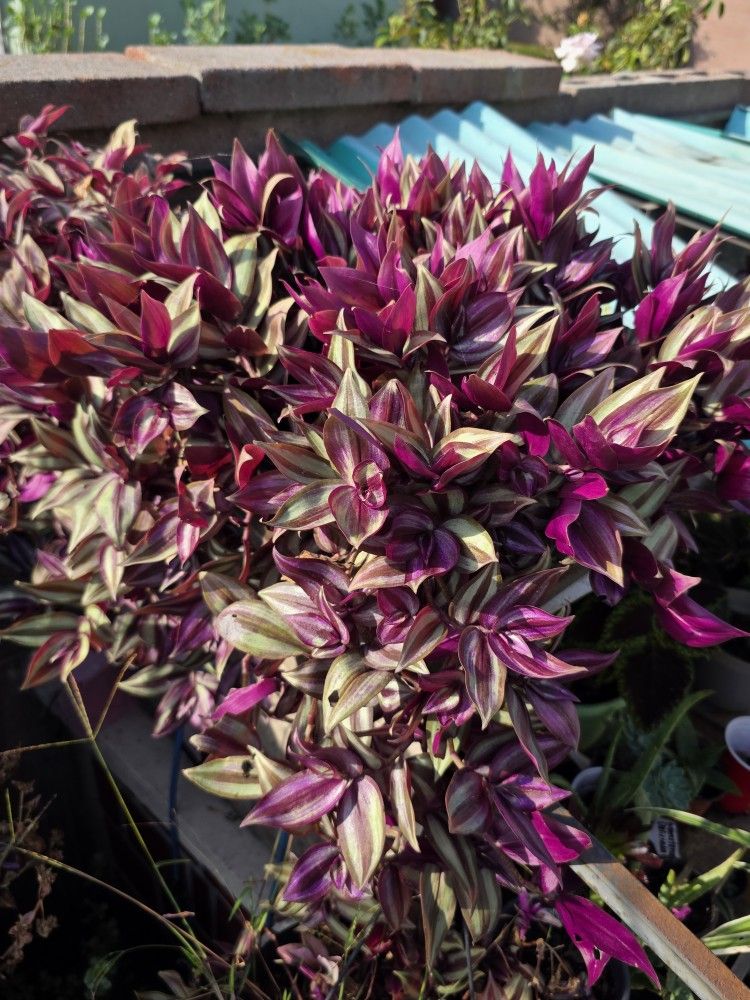 Beautiful Wandering Jews
