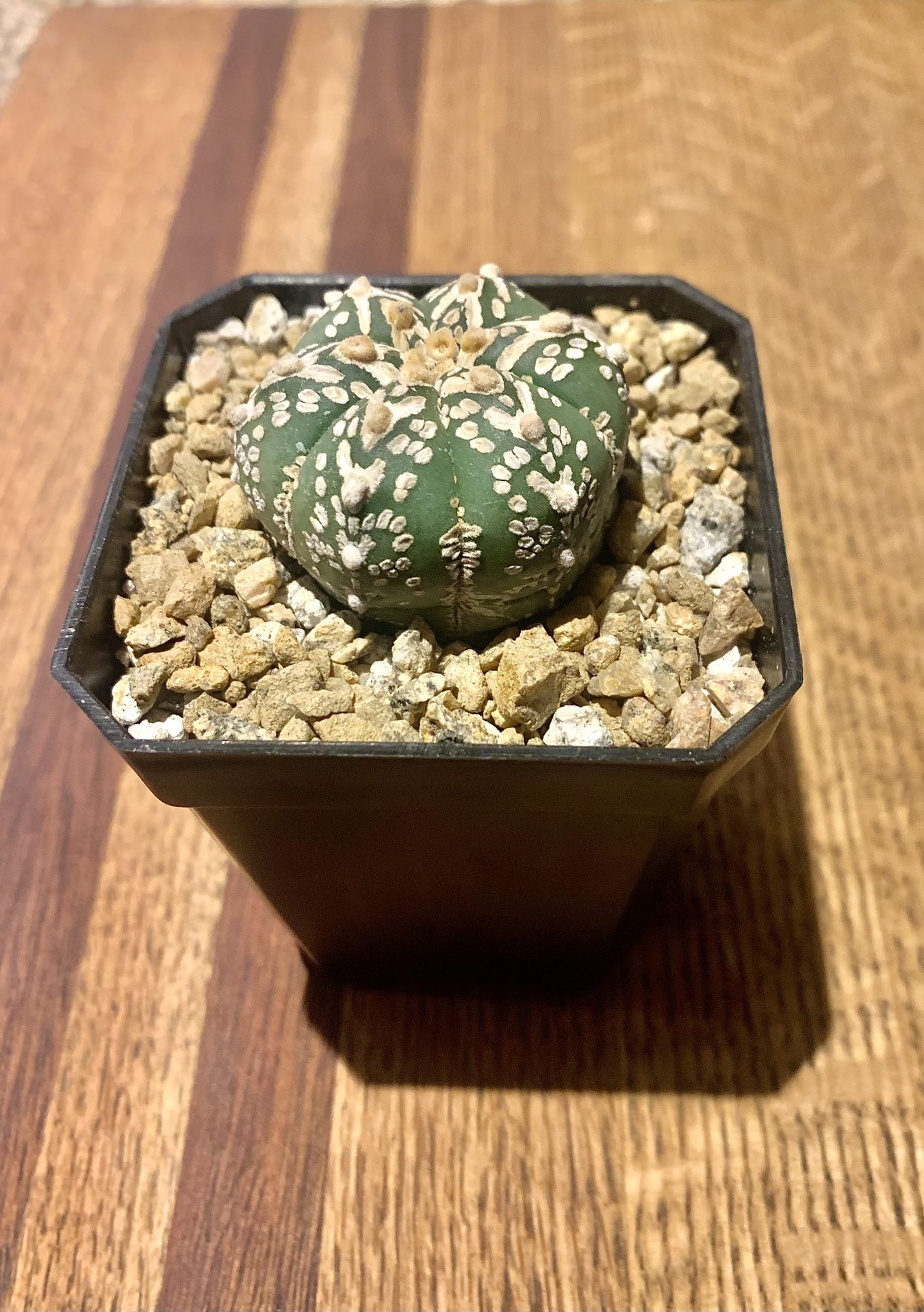 Astrophytum Asterias Superkabuto