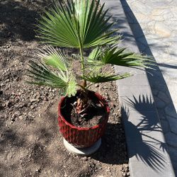Palm Tree ( California Fan ) 