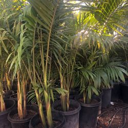 Beautiful King Palm $75 each