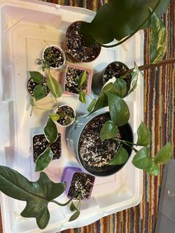 Plant Sale! All Under $5