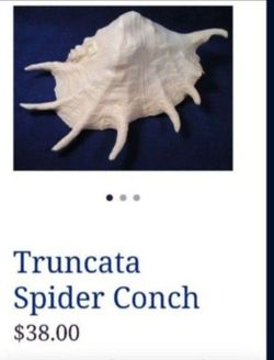 116 Decorative  art seashells, will not separate