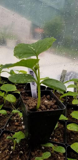 Organic cucumber plants early fartuna