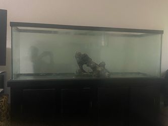 100 gallon Fish Tank