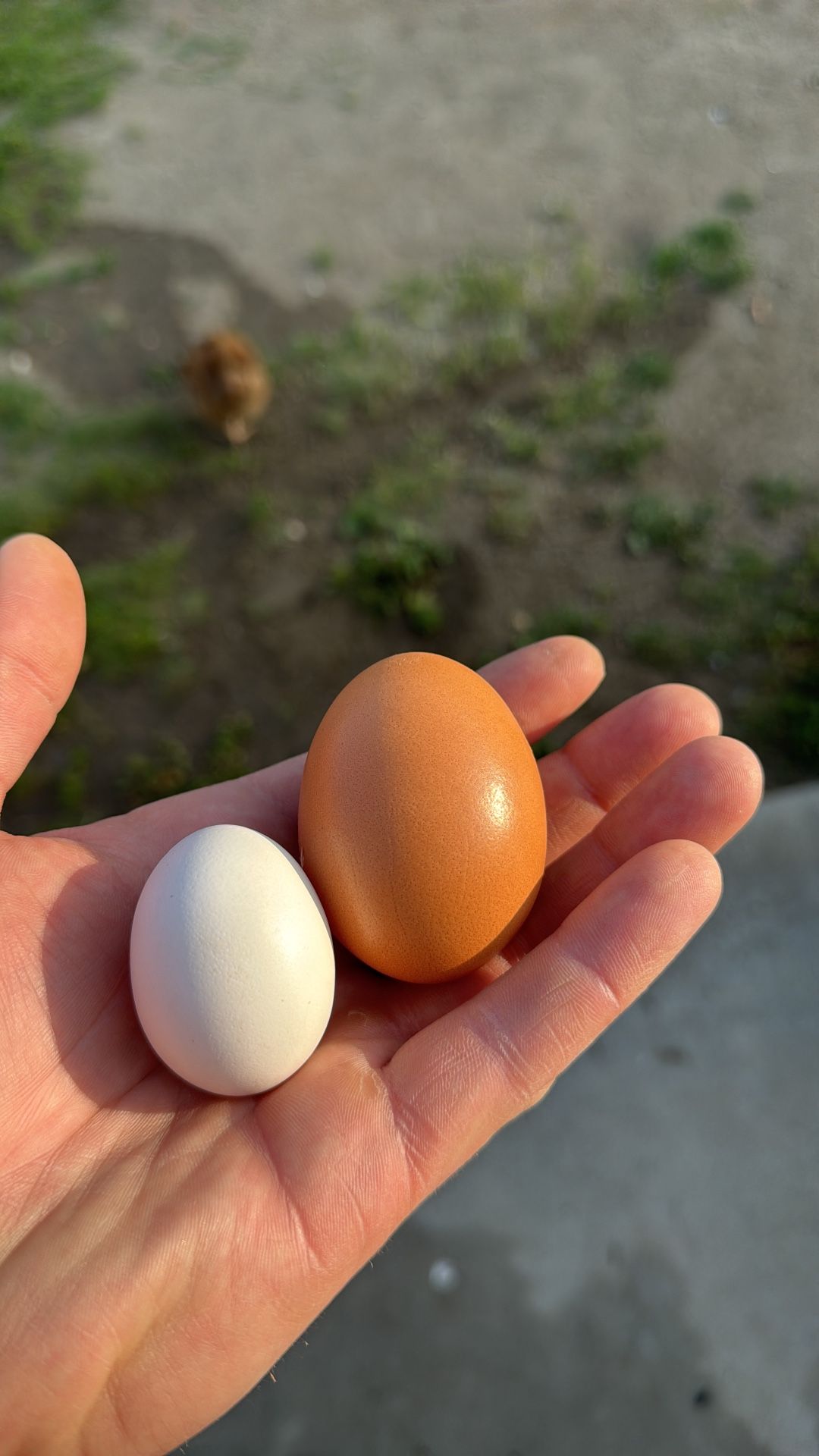 Fresh Free Range Eggs At Great Price!!!!!!