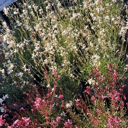 🚨flower Perennials