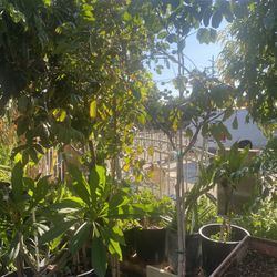 Plant For Sale