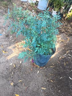 Planta Grande De Ruda