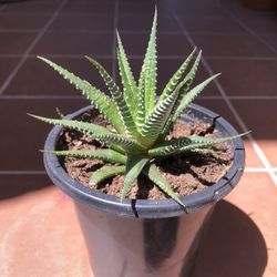 Haworthia Succulent Plant