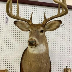 Whitetail deer mount - 