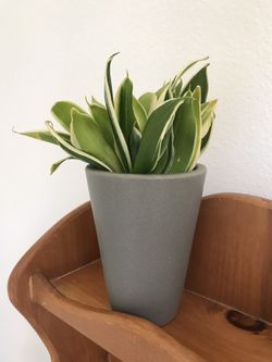 Modernica Table Top Funnel Planter