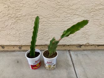 Red and White Dragon Dragon Fruit Plants, Set of 2, Fully Rooted