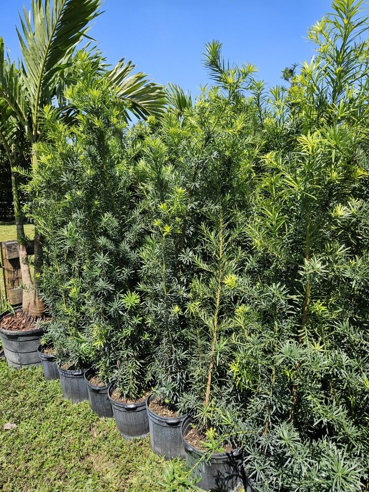 Podocarpus 