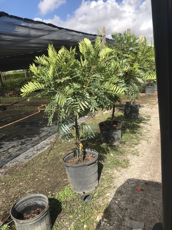 Japanese fern tree 15 gallon for Sale in Miami, FL OfferUp