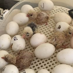 Incubators For Hatching Eggs