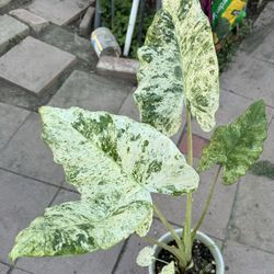Rare Alocasia