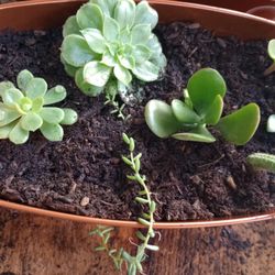 Succulent Arrangement For Sale 