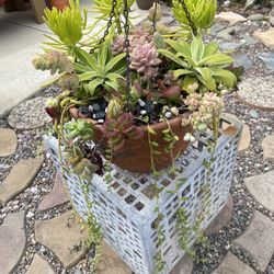 Hanging Succulent Terra-Cotta Planter 12” X 8”