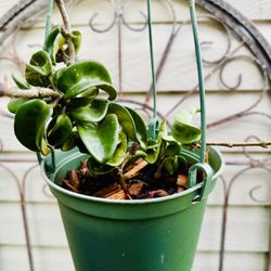 Hindu Hoya Rope Plant - Very Rare Plant 