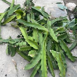 Dragon fruit clippings