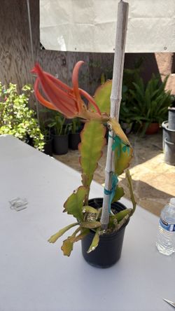 Epiphyllum Plant One Gallon Pot