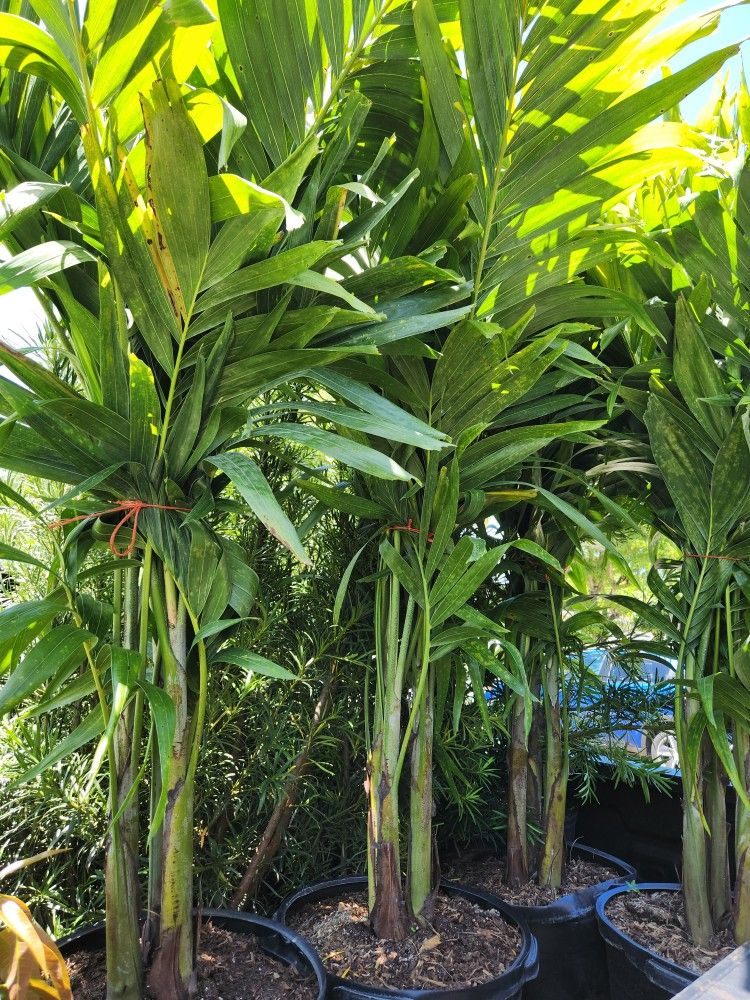 Beautiful Christmas Palms About  6 Feet Tall For Just $75 Decoration Plants And Privacy Plants Available 