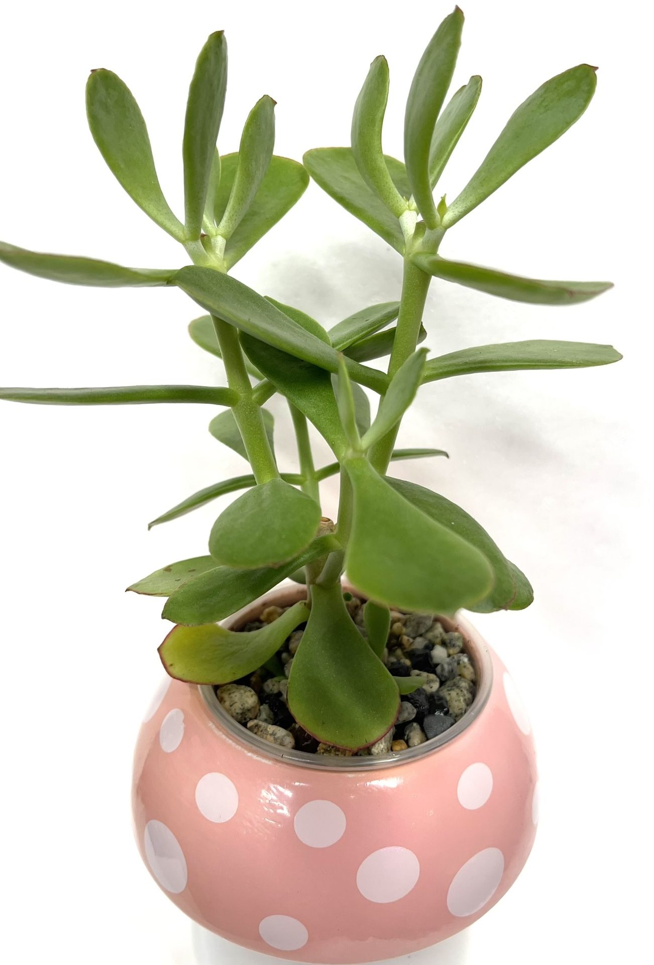 🎁 Jade House Plant In Cute Ceramic 5"H Pot.