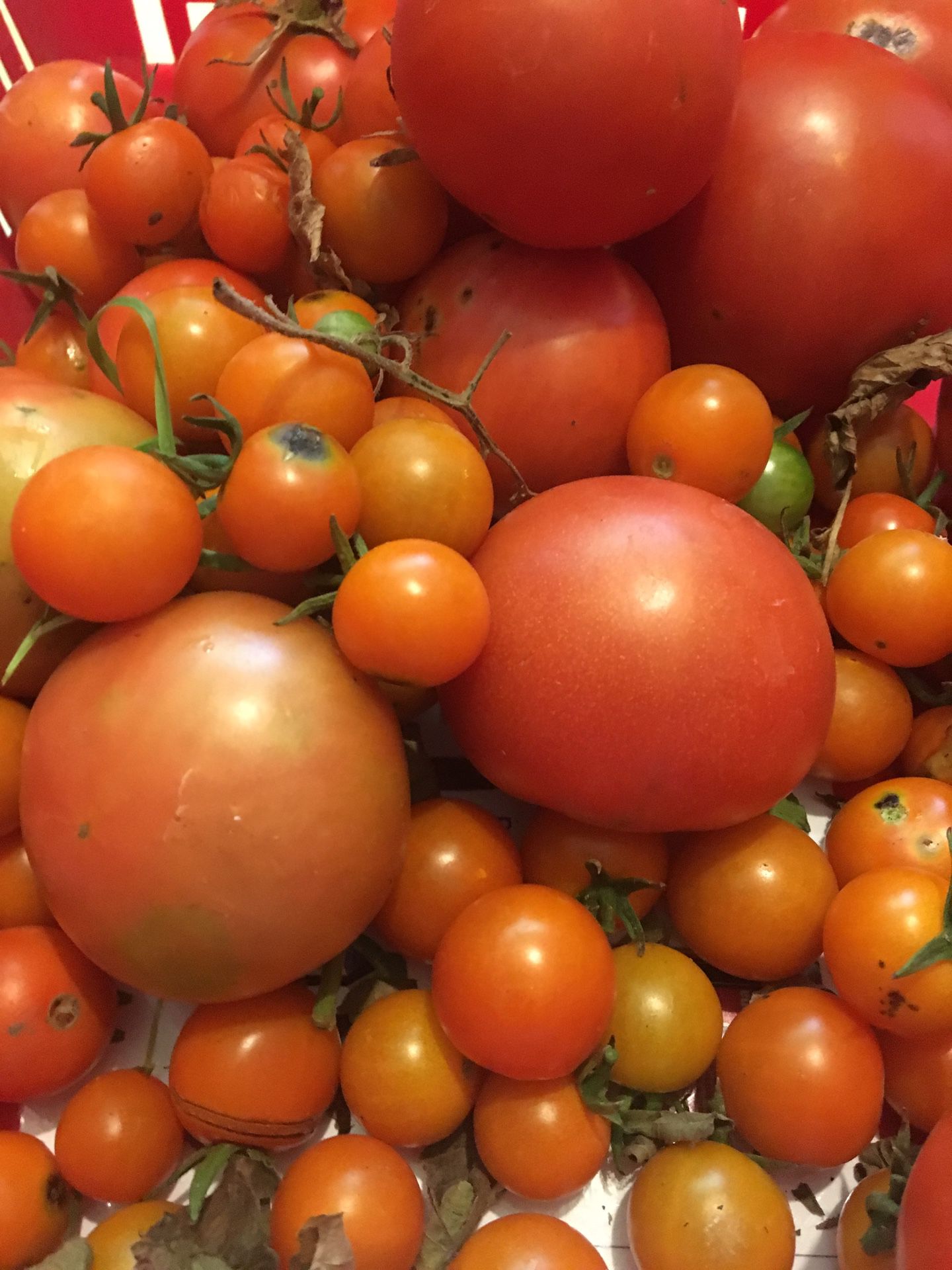 Fresh Picked Heber Sweet Tomatoes